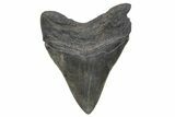 Serrated, Fossil Megalodon Tooth - South Carolina #208577-1